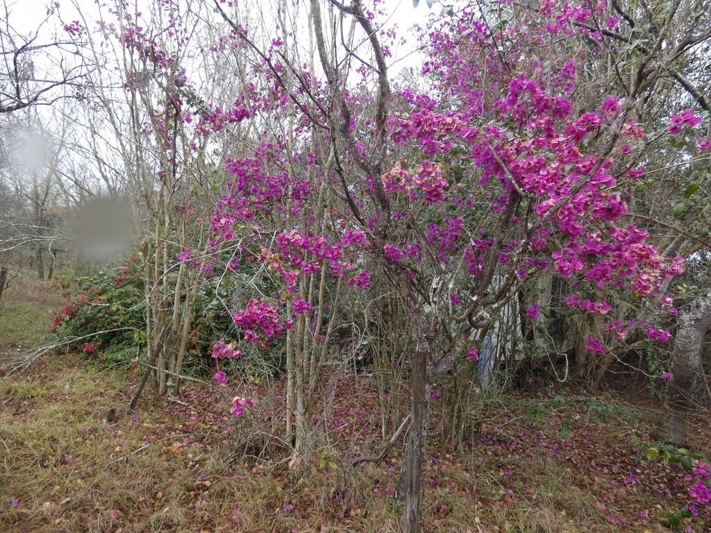 16213 CLARENCE LEE RD, GROVELAND, FL, 34736