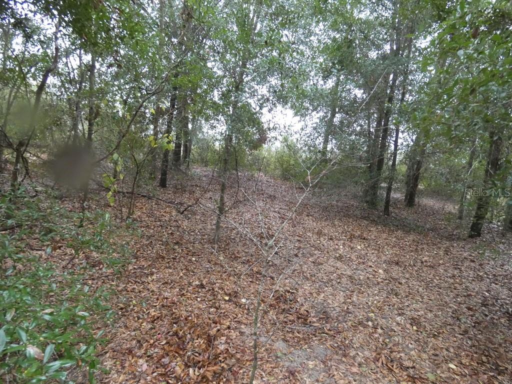 16213 CLARENCE LEE RD, GROVELAND, FL, 34736