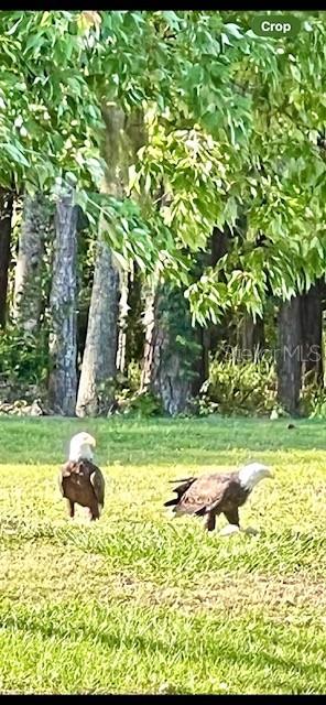 586 JUNIPER WAY, TAVARES, FL, 32778