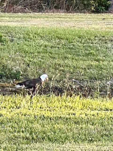 586 JUNIPER WAY, TAVARES, FL, 32778