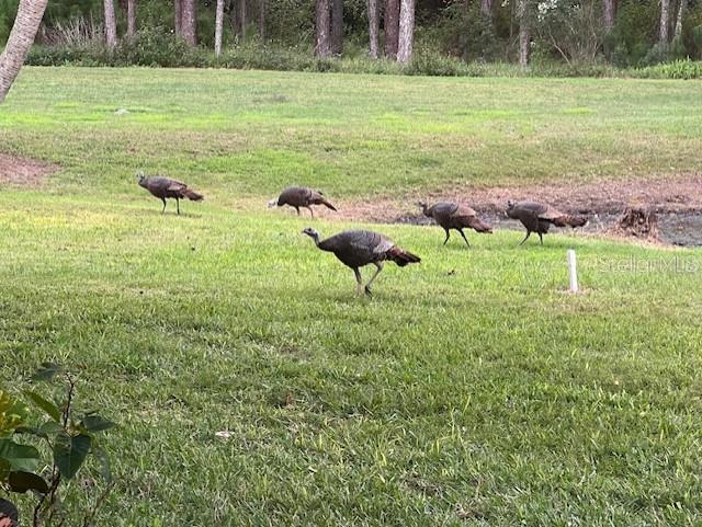 586 JUNIPER WAY, TAVARES, FL, 32778