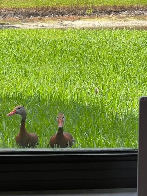 586 JUNIPER WAY, TAVARES, FL, 32778