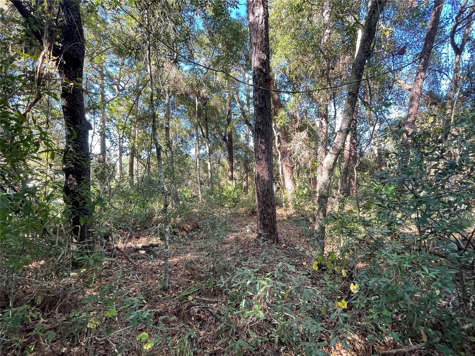 6954 SE 170TH AVENUE RD, OCKLAWAHA, FL, 32179