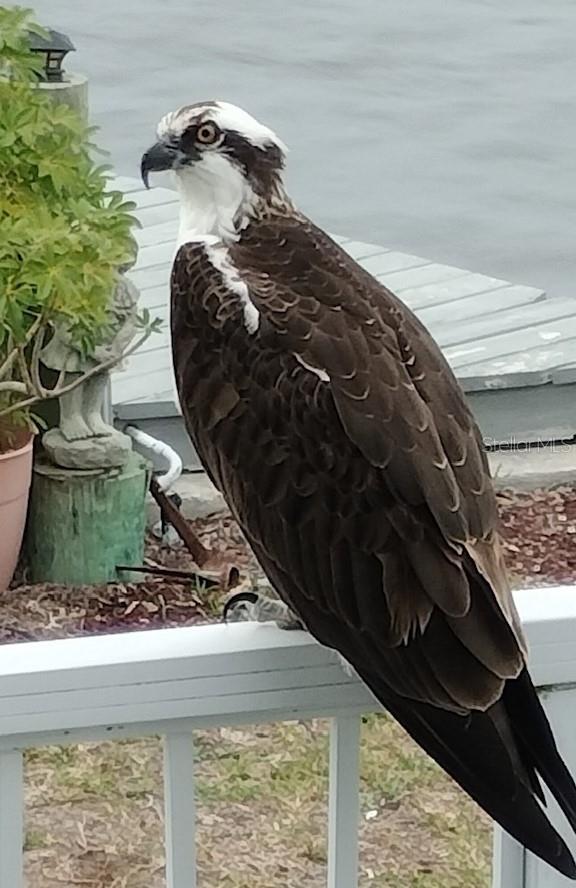 2013 GULFVIEW DR, HOLIDAY, FL, 34691