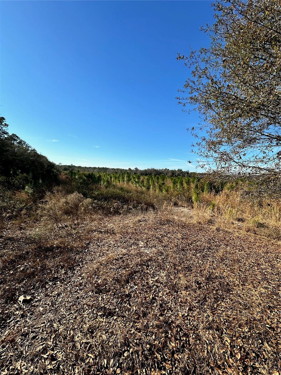 00 COUNTY ROAD 1471 RD, WALDO, FL, 32694