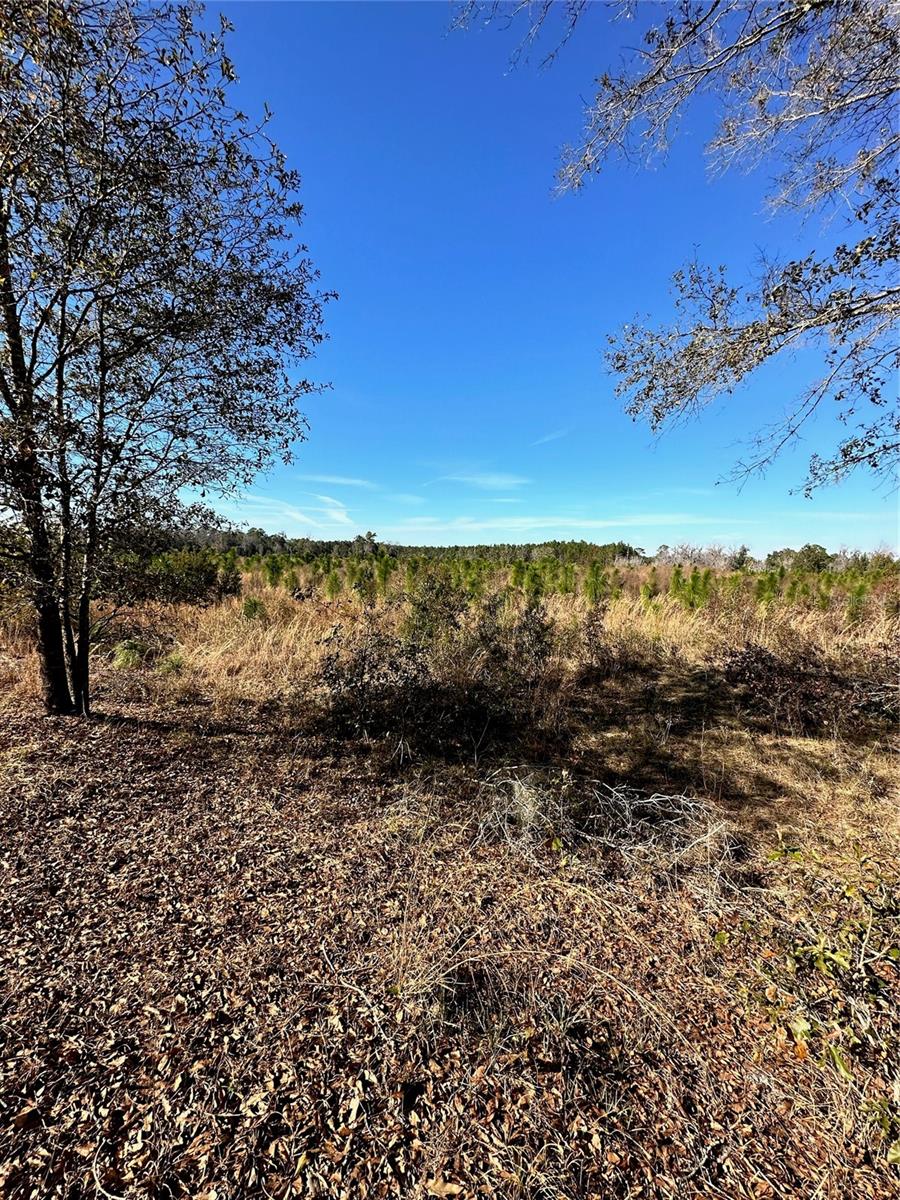 00 COUNTY ROAD 1471 RD, WALDO, FL, 32694