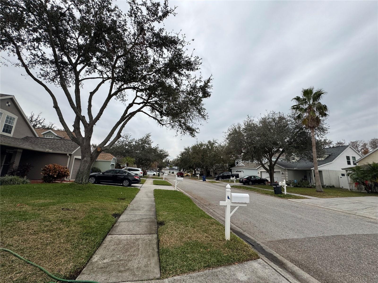 8434 HAWBUCK ST, TRINITY, FL, 34655
