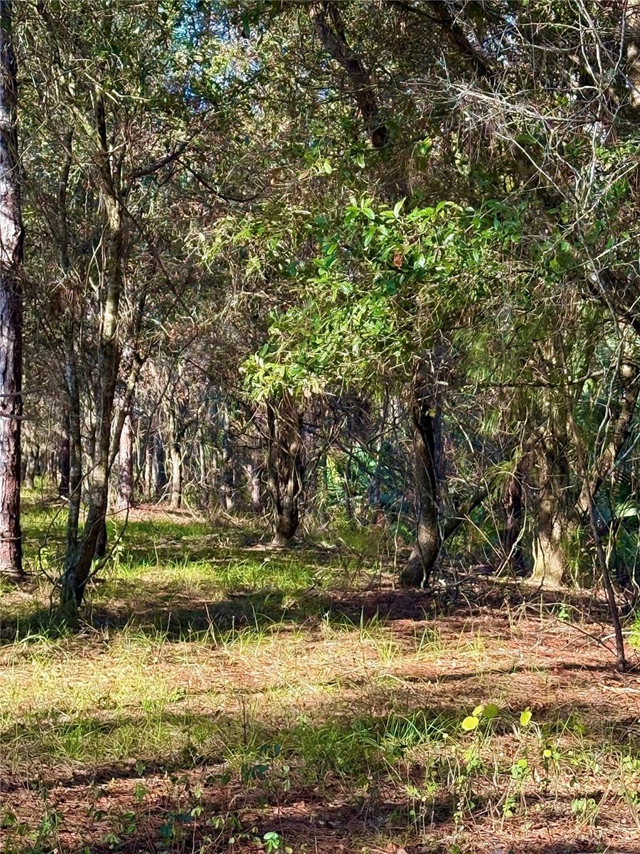 1686 OAK VIEW FARMS RD, OSTEEN, FL, 32764