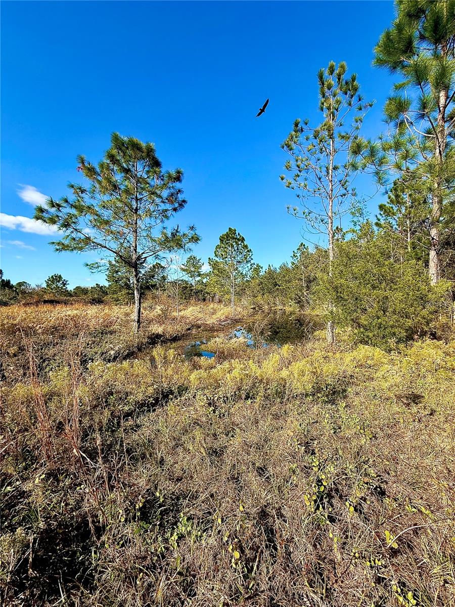 1686 OAK VIEW FARMS RD, OSTEEN, FL, 32764