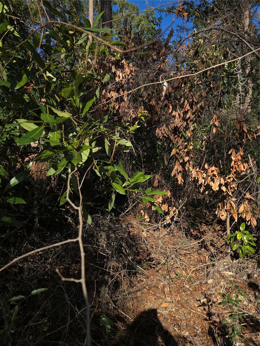 TBD SW ALABAMA GLN, FORT WHITE, FL, 32038