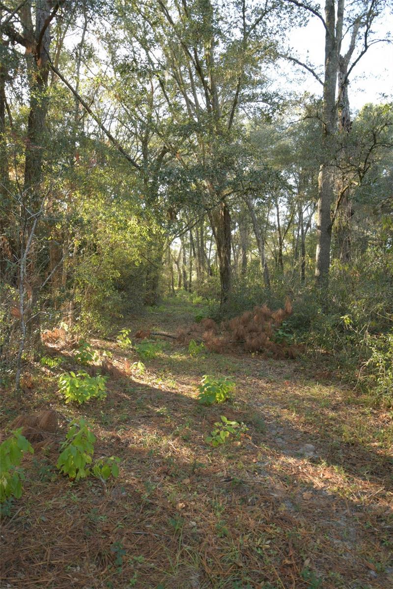 6290 NE 150TH AVE, WILLISTON, FL, 32696