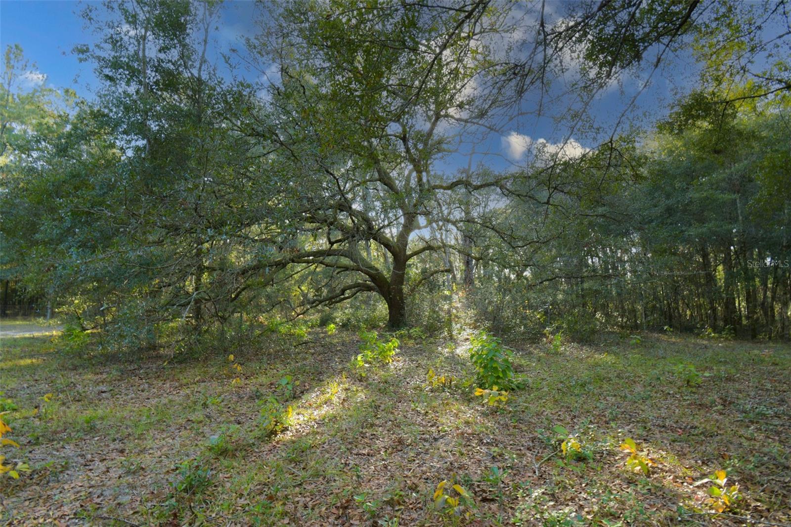 6290 NE 150TH AVE, WILLISTON, FL, 32696