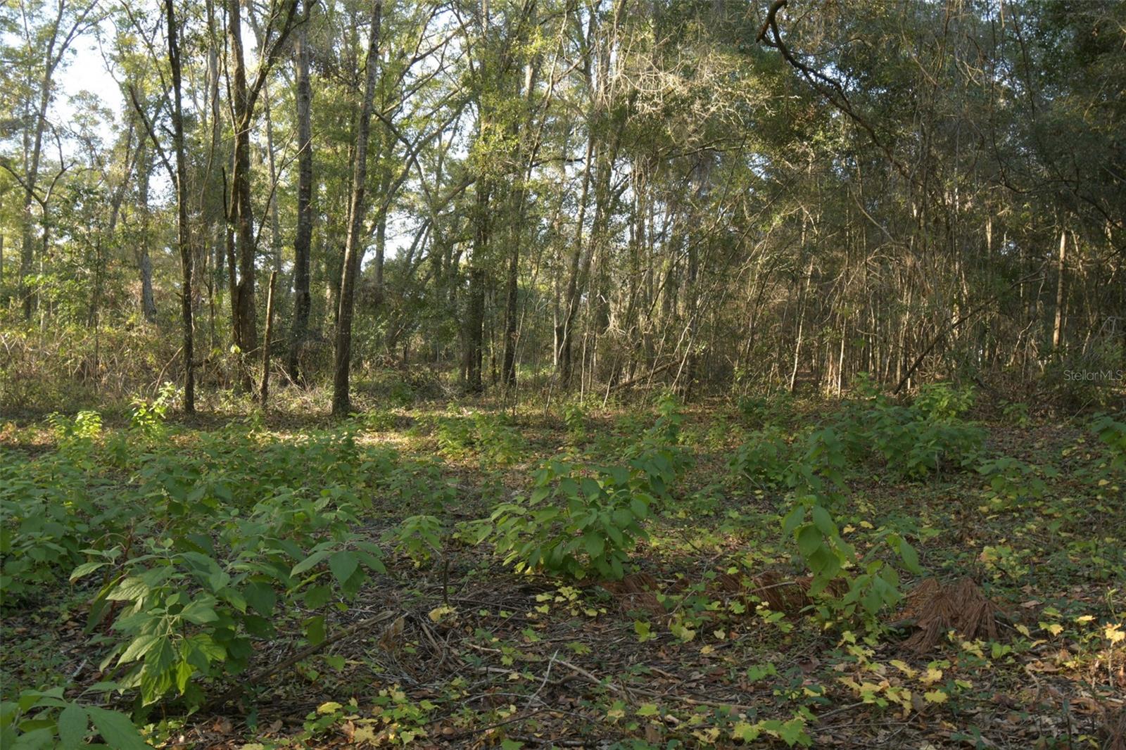 6290 NE 150TH AVE, WILLISTON, FL, 32696