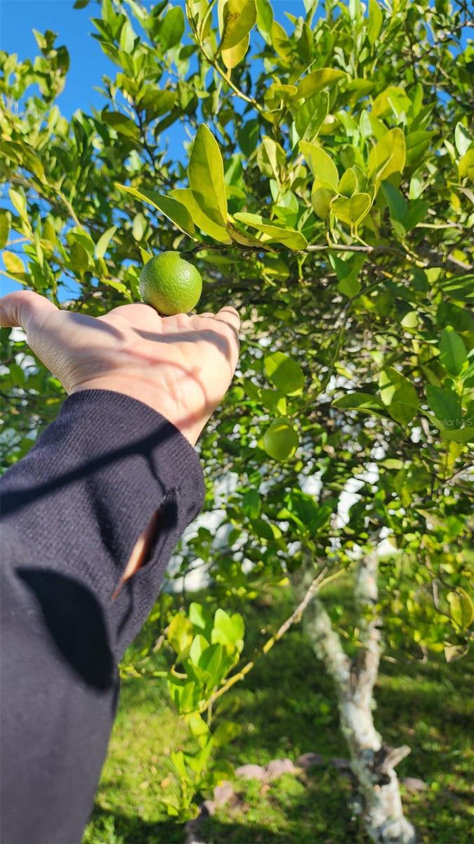 2111 LAPARELLE DRIVE, KISSIMMEE, FL, 34746