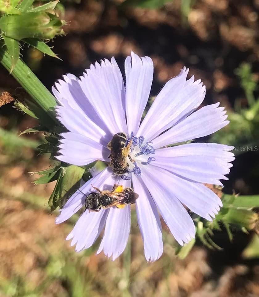 4999 DISSTON DR, ST CLOUD, FL, 34771