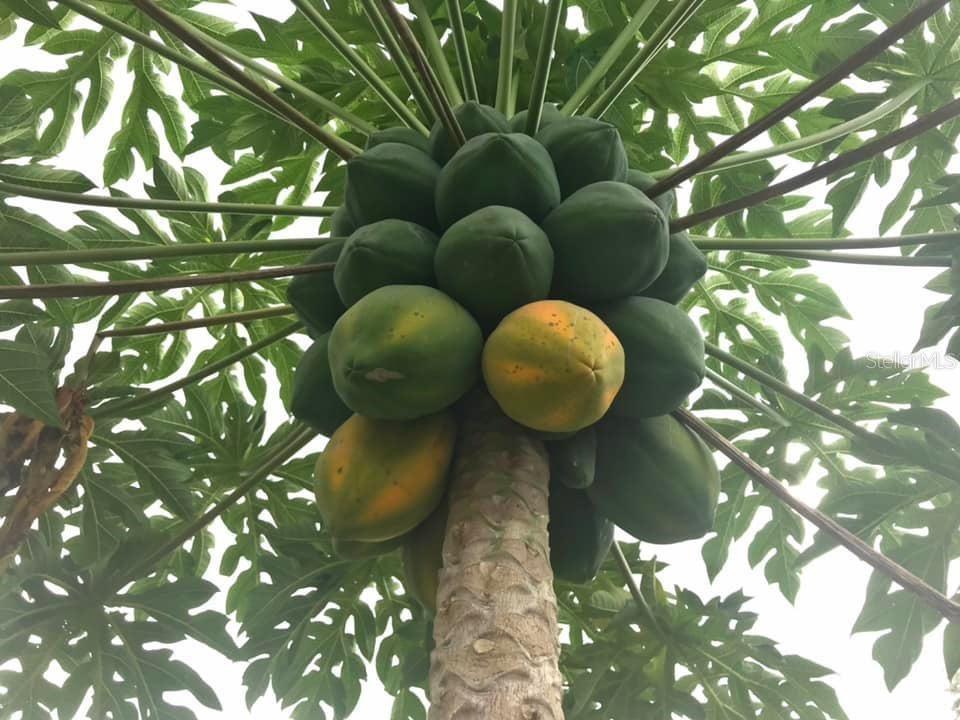 4999 DISSTON DR, ST CLOUD, FL, 34771