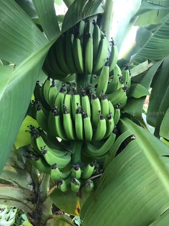 4999 DISSTON DR, ST CLOUD, FL, 34771