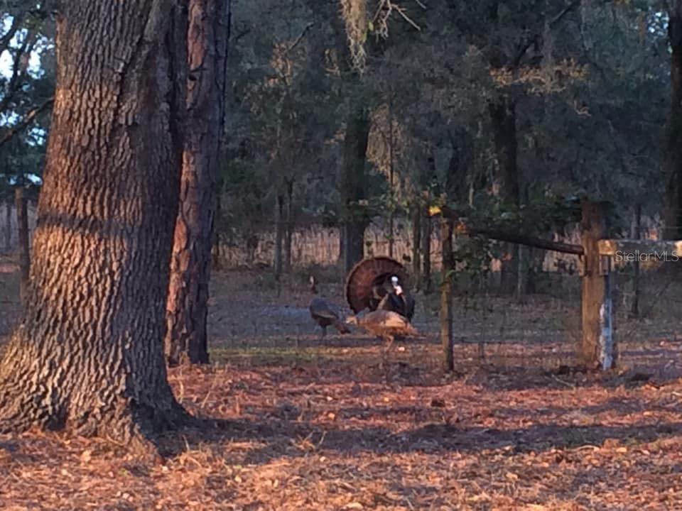 4999 DISSTON DR, ST CLOUD, FL, 34771