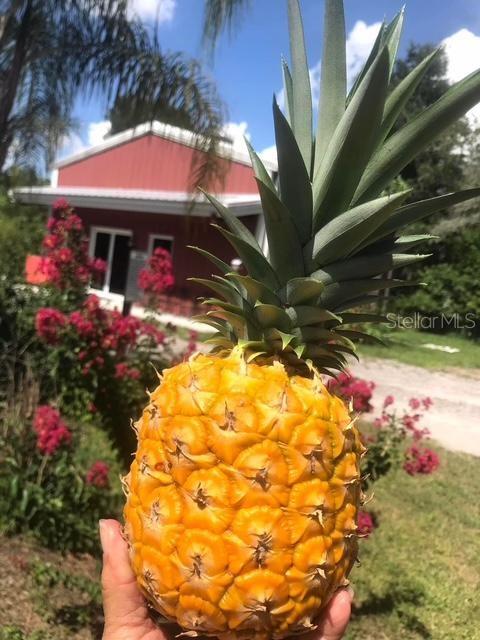 4999 DISSTON DR, ST CLOUD, FL, 34771