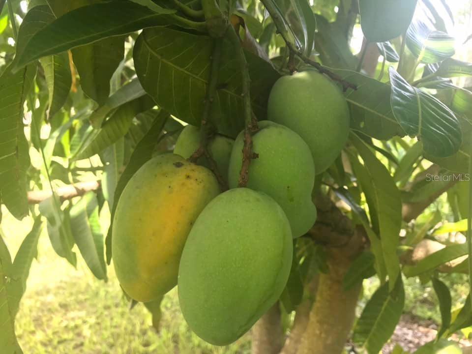 4999 DISSTON DR, ST CLOUD, FL, 34771