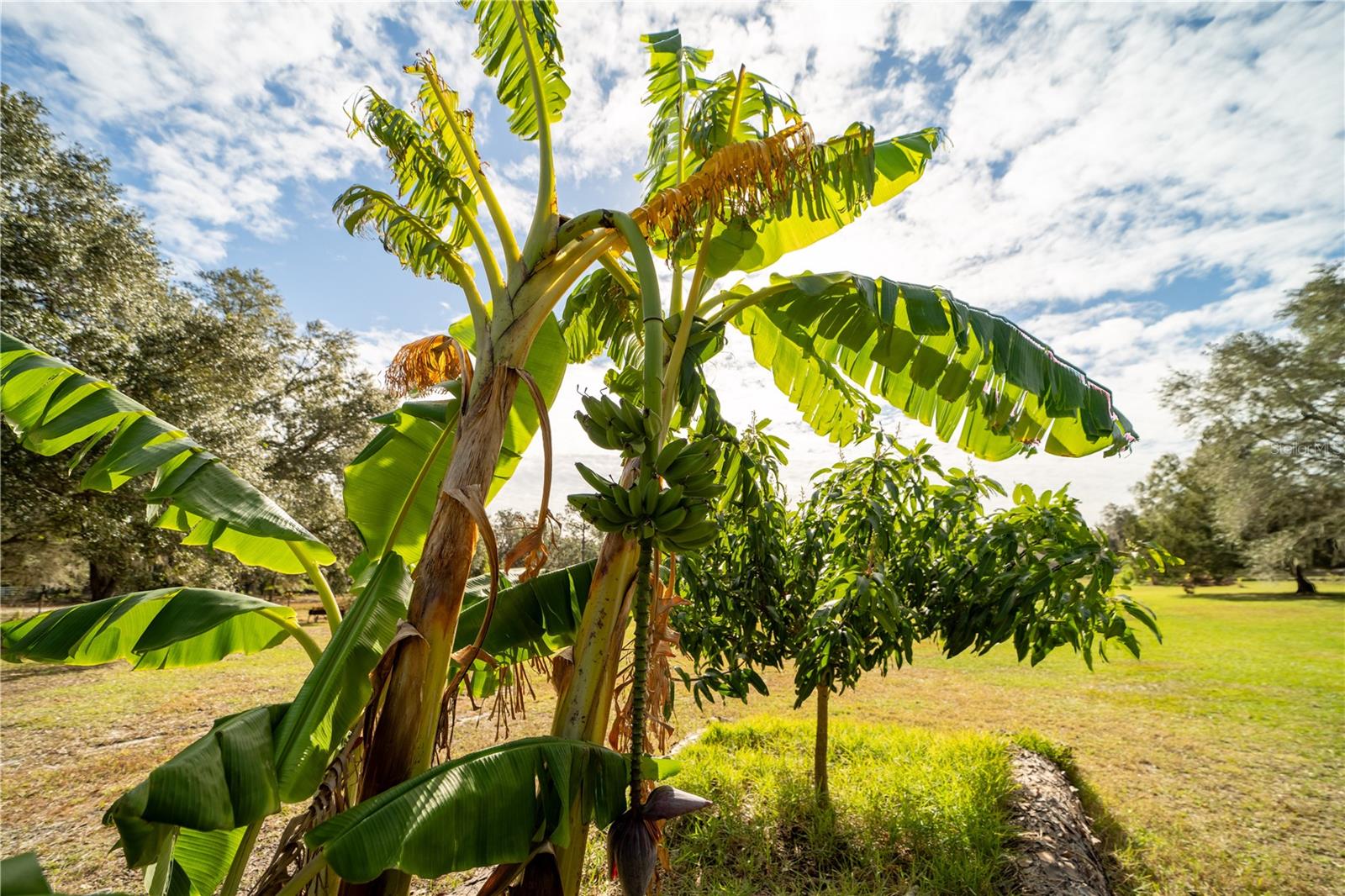 4999 DISSTON DR, ST CLOUD, FL, 34771