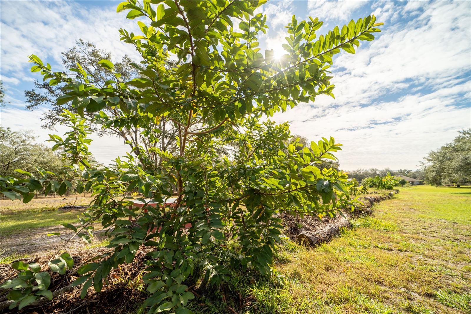 4999 DISSTON DR, ST CLOUD, FL, 34771