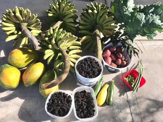 4999 DISSTON DR, ST CLOUD, FL, 34771