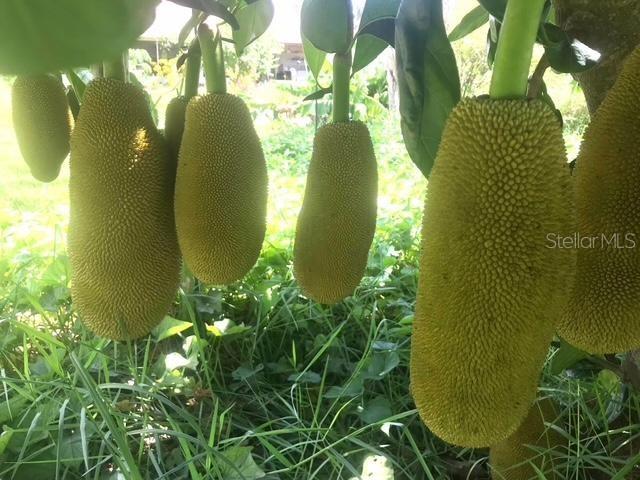 4999 DISSTON DR, ST CLOUD, FL, 34771