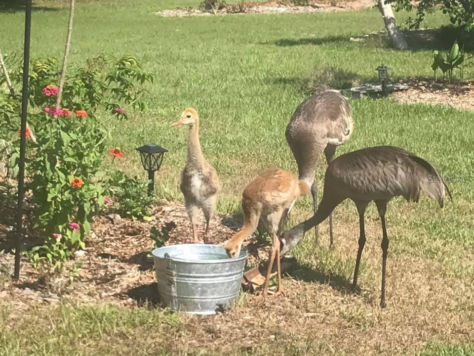 4999 DISSTON DR, ST CLOUD, FL, 34771