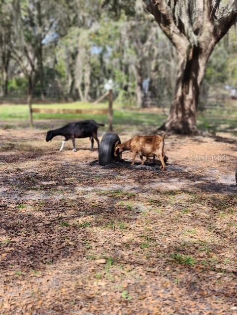 6614 PAPA GUY LN, PLANT CITY, FL, 33565