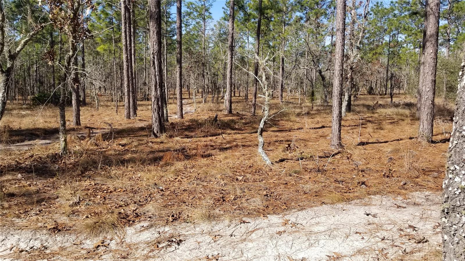 TBD NW AMBERJACK AVE, DUNNELLON, FL, 34431