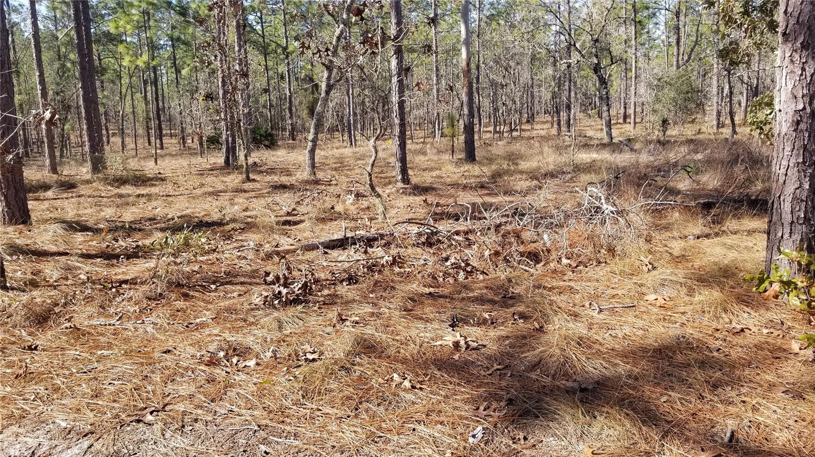 TBD NW AMBERJACK AVE, DUNNELLON, FL, 34431