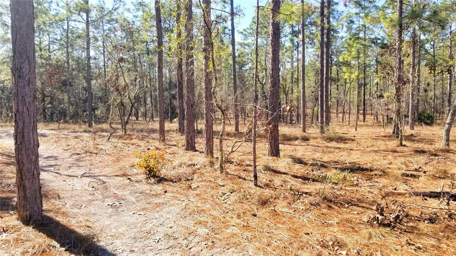 TBD NW AMBERJACK AVE, DUNNELLON, FL, 34431