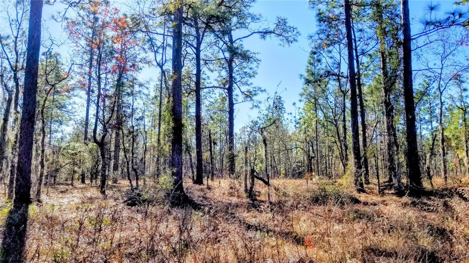 TBD NW AMBERJACK AVE, DUNNELLON, FL, 34431