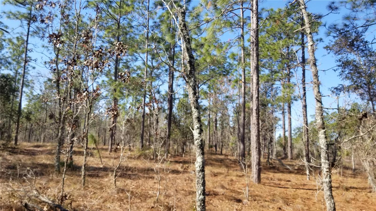 TBD NW AMBERJACK AVE, DUNNELLON, FL, 34431