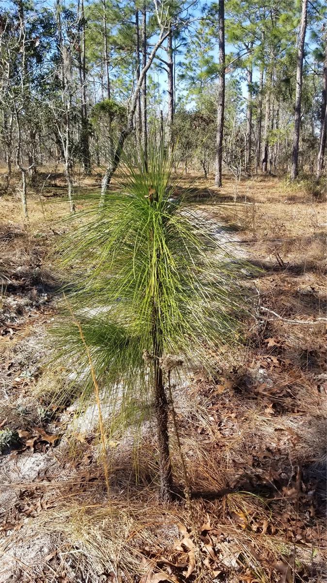 TBD NW AMBERJACK AVE, DUNNELLON, FL, 34431