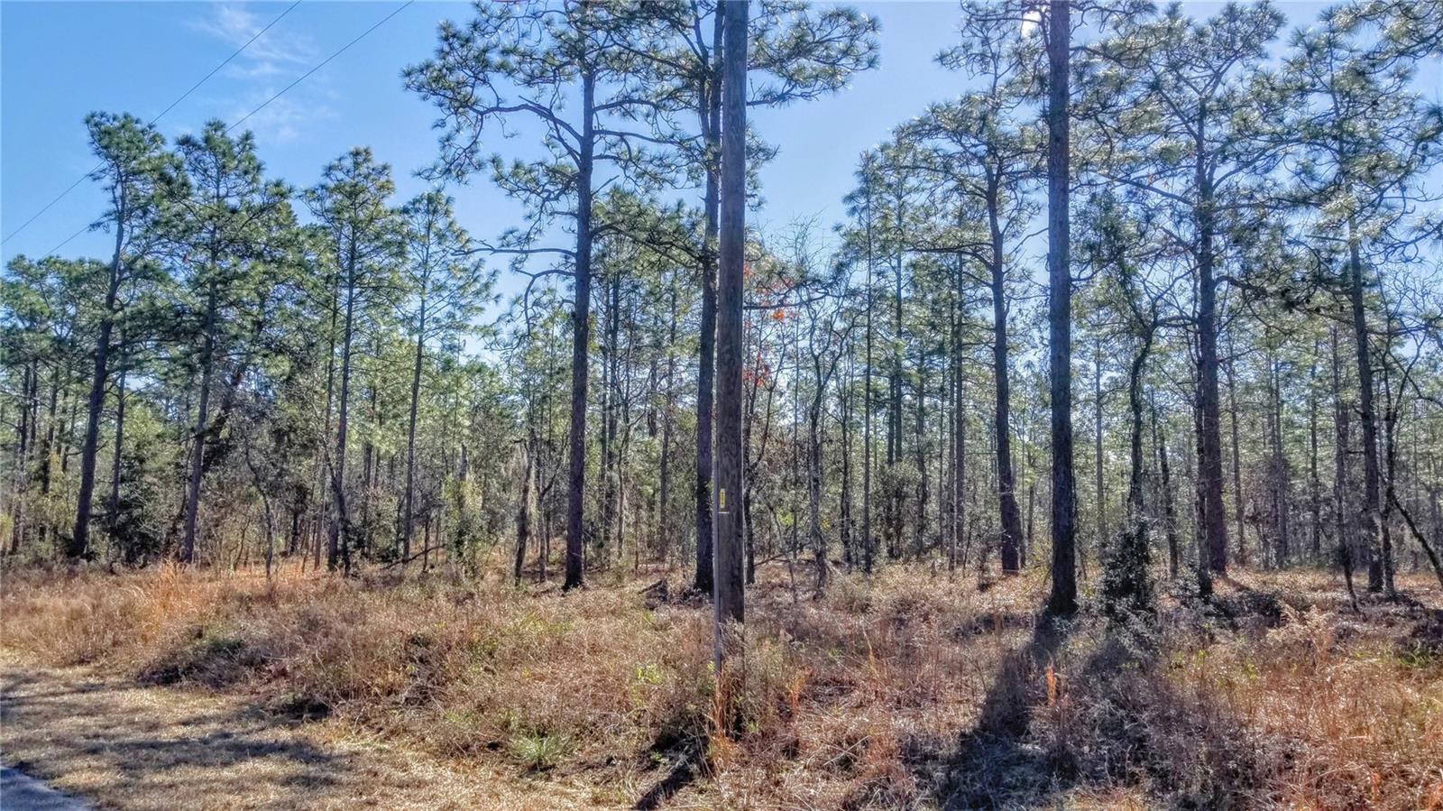 TBD NW AMBERJACK AVE, DUNNELLON, FL, 34431