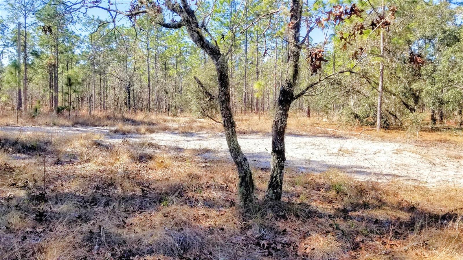 TBD NW AMBERJACK AVE, DUNNELLON, FL, 34431