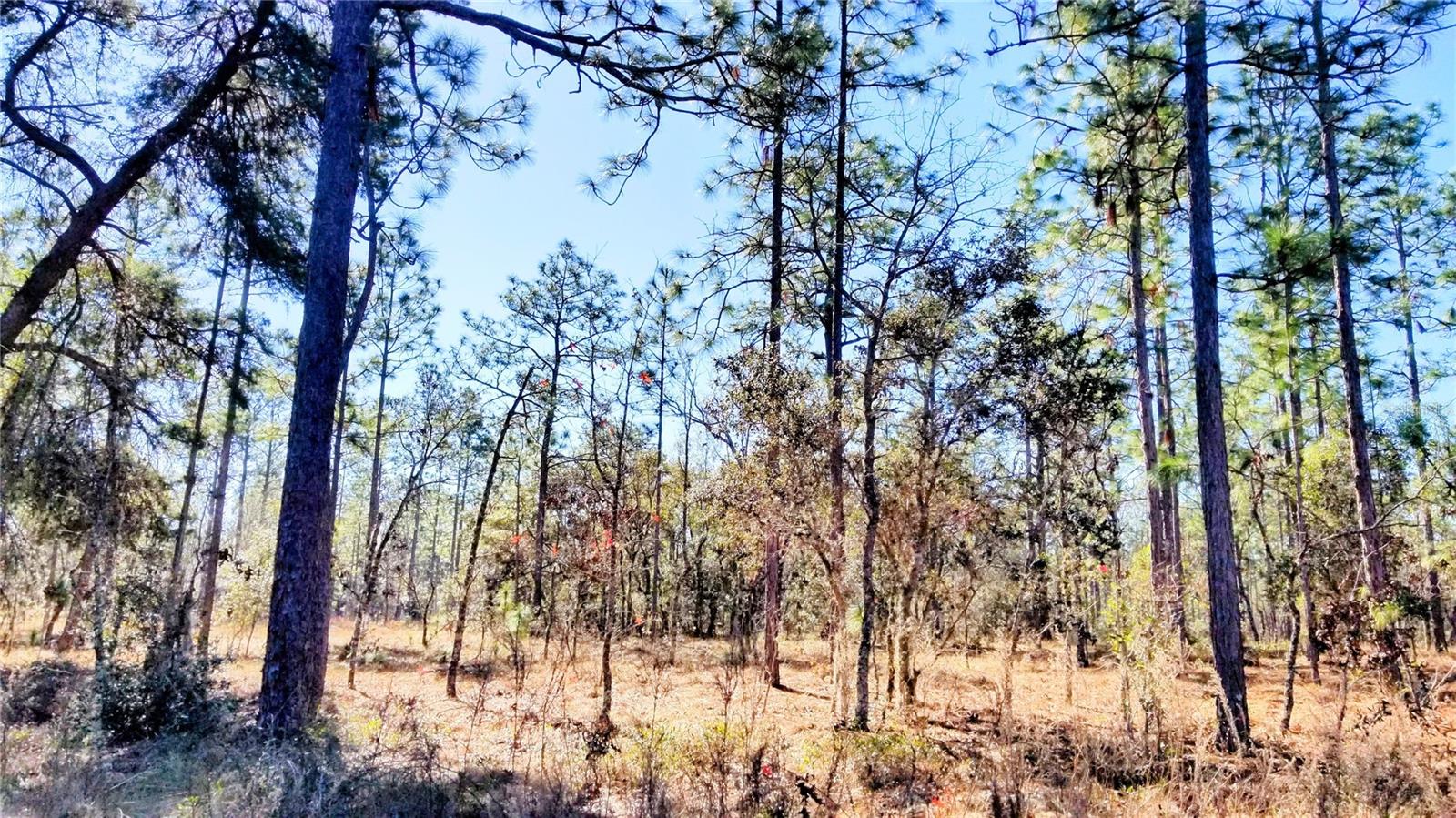TBD NW AMBERJACK AVE, DUNNELLON, FL, 34431