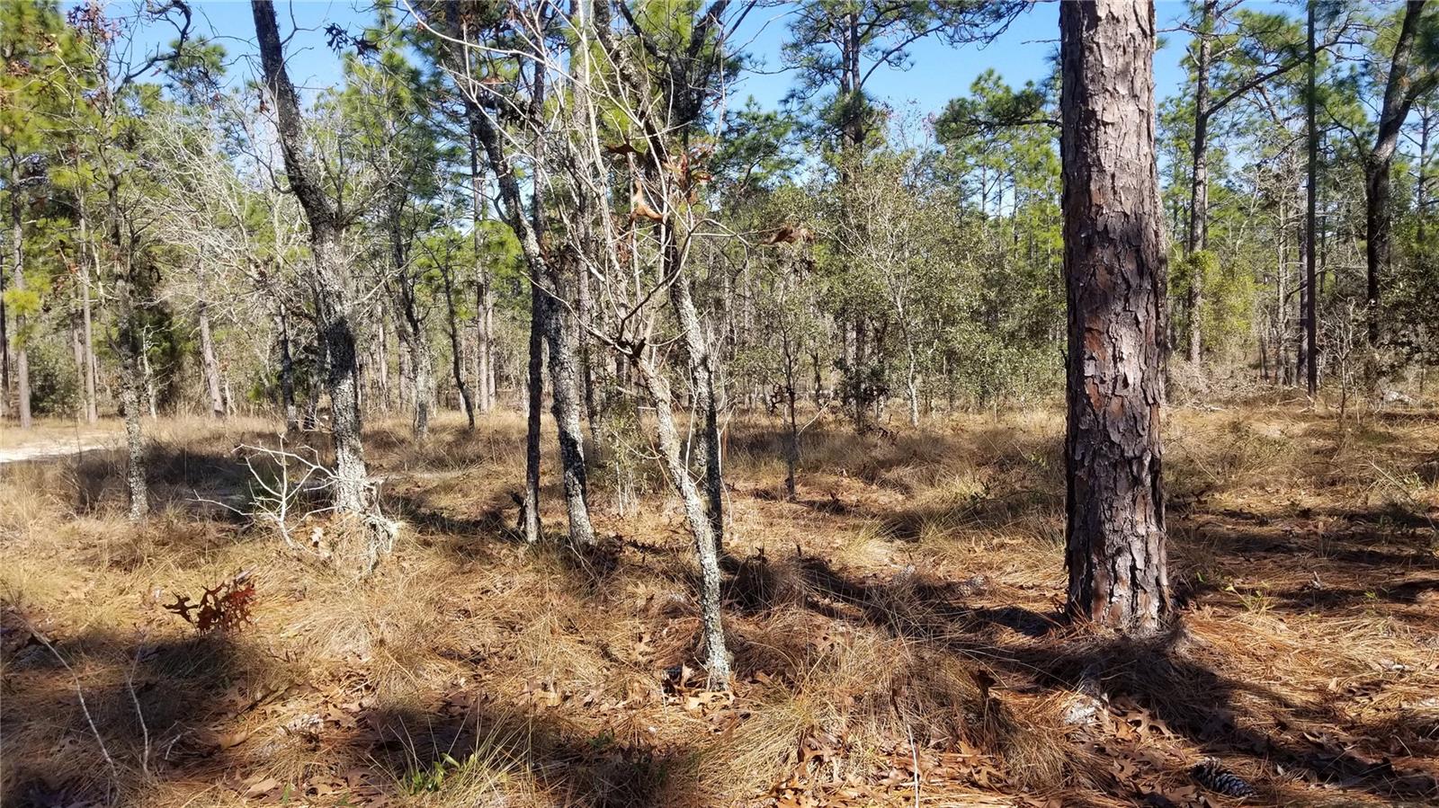 TBD NW AMBERJACK AVE, DUNNELLON, FL, 34431