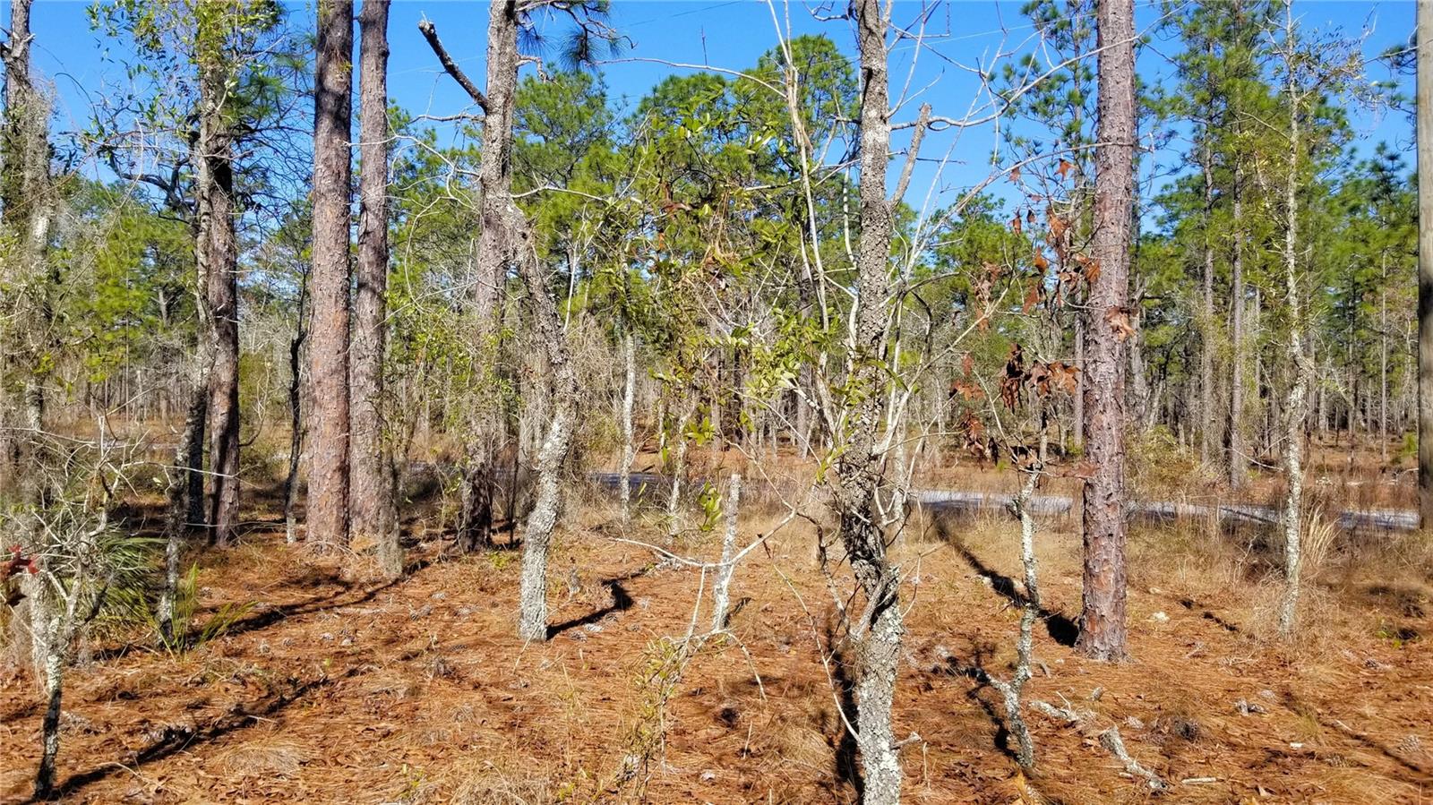 TBD NW AMBERJACK AVE, DUNNELLON, FL, 34431