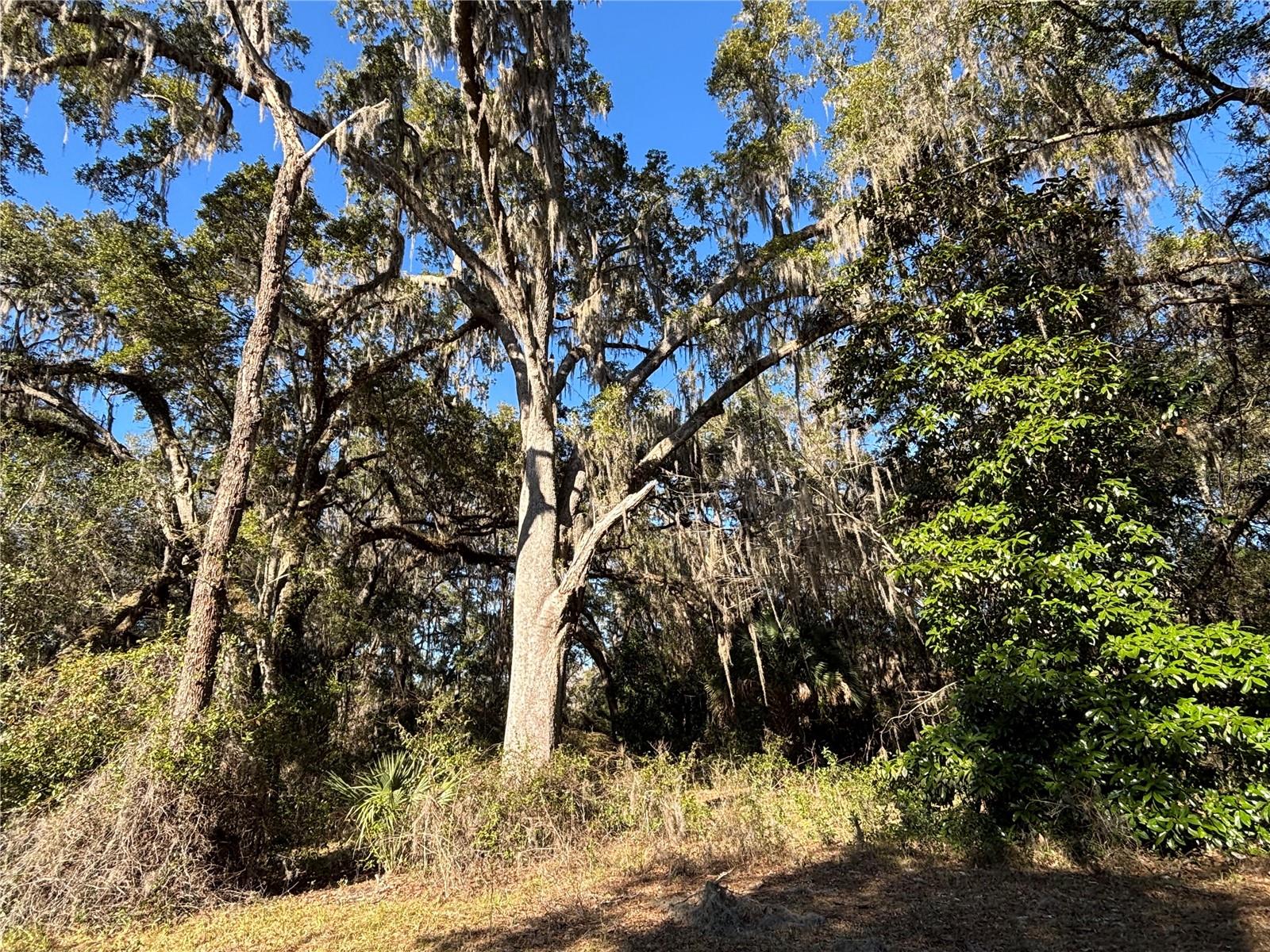 317 SE 135TH TER, GAINESVILLE, FL, 32641