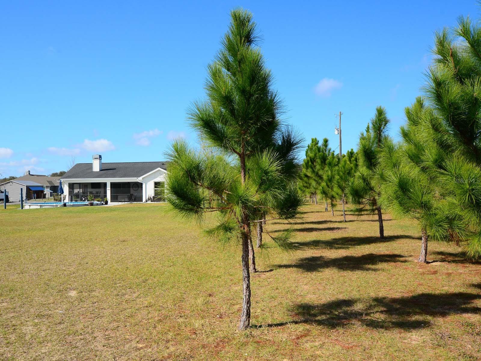 37146 CALHOUN RD, EUSTIS, FL, 32736