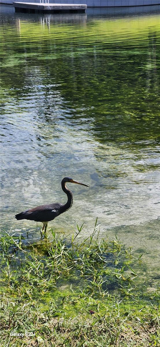 203 CROWN OAKS WAY #202, LONGWOOD, FL, 32779