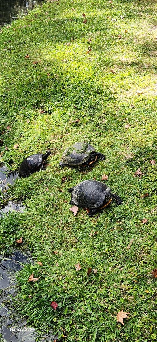 203 CROWN OAKS WAY #202, LONGWOOD, FL, 32779