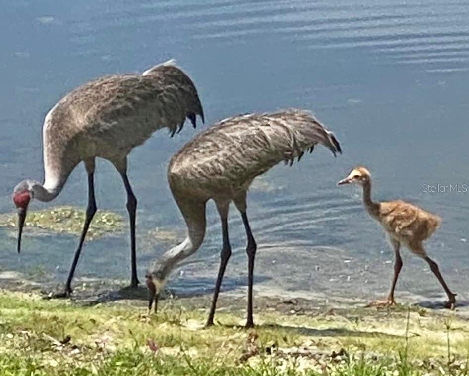 9349 CREEDMOOR LN, NEW PORT RICHEY, FL, 34654