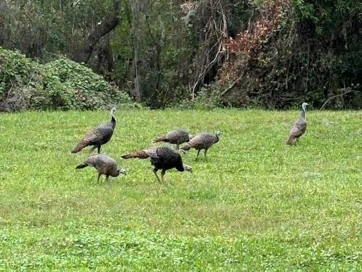 9349 CREEDMOOR LN, NEW PORT RICHEY, FL, 34654