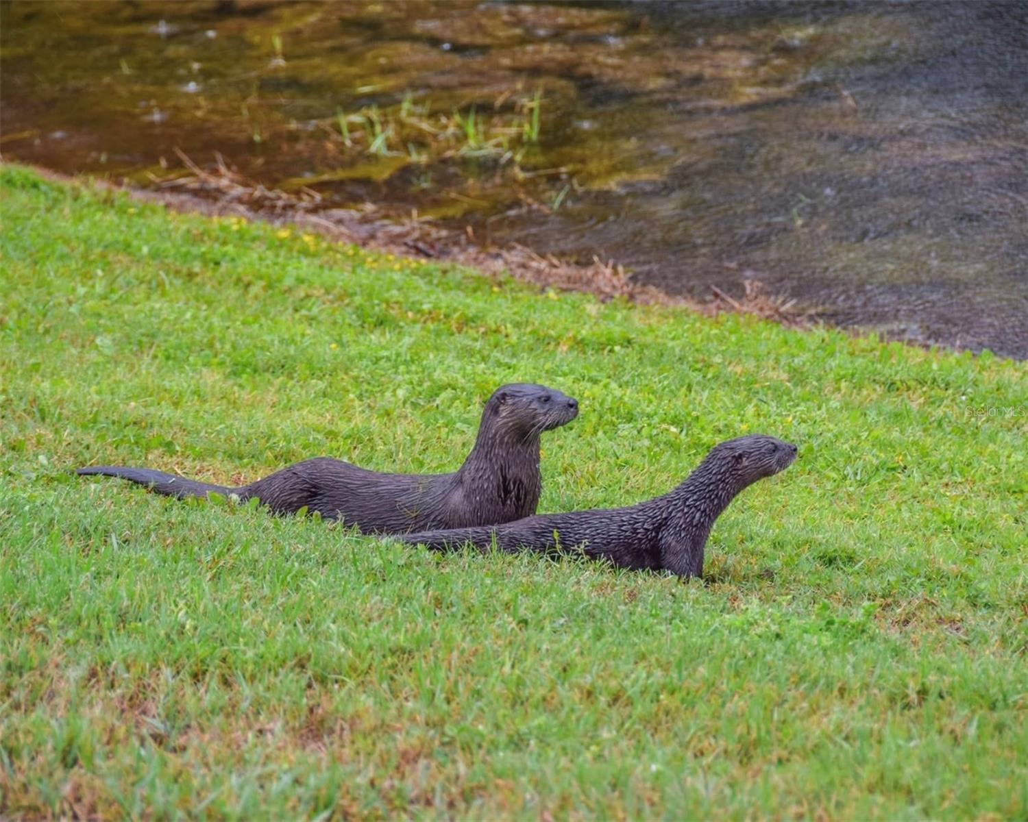 9349 CREEDMOOR LN, NEW PORT RICHEY, FL, 34654