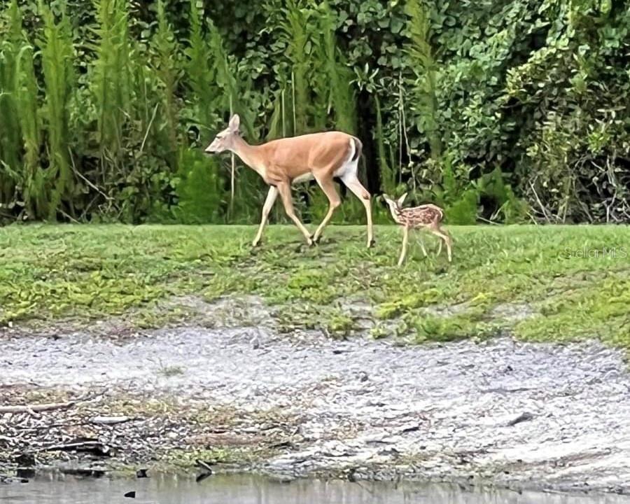 9349 CREEDMOOR LN, NEW PORT RICHEY, FL, 34654