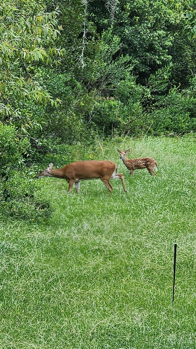 26341 DAYFLOWER BLVD, WESLEY CHAPEL, FL, 33544